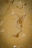 30148- Museum Grade Association Rhombopterygia + Libanopristis + Shrimps - Cretaceous Lebanon