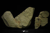 21115 - Great Lehua sp Lower Ordovician Trilobite Fezouata Fm