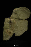 21115 - Great Lehua sp Lower Ordovician Trilobite Fezouata Fm