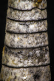 05332 - Top Beautiful 1.86 Inch Orthoceras Devonian Cephalopod