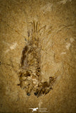 30148- Museum Grade Association Rhombopterygia + Libanopristis + Shrimps - Cretaceous Lebanon