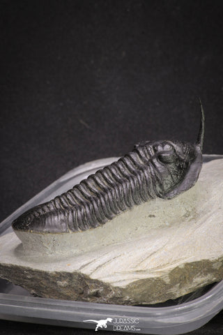 20049 - Well Prepared "Flying" 3.13 Inch Morocconites malladoides Middle Devonian Trilobite