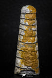 05332 - Top Beautiful 1.86 Inch Orthoceras Devonian Cephalopod