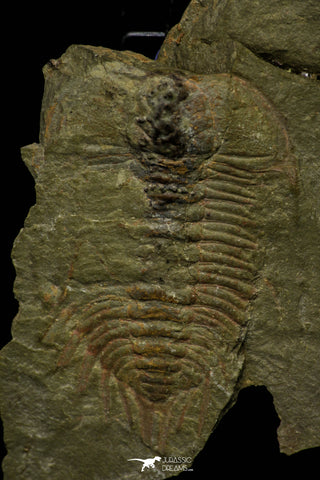 21115 - Great Lehua sp Lower Ordovician Trilobite Fezouata Fm