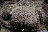 07148 - Top Huge 4.72 Inch Drotops megalomanicus Middle Devonian Trilobite
