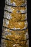 05332 - Top Beautiful 1.86 Inch Orthoceras Devonian Cephalopod