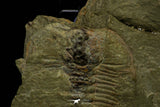 21115 - Great Lehua sp Lower Ordovician Trilobite Fezouata Fm
