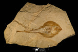 30149- Museum Grade 13.03 Inch Rhinobatos whitfieldi Guitar Ray - Cretaceous Lebanon