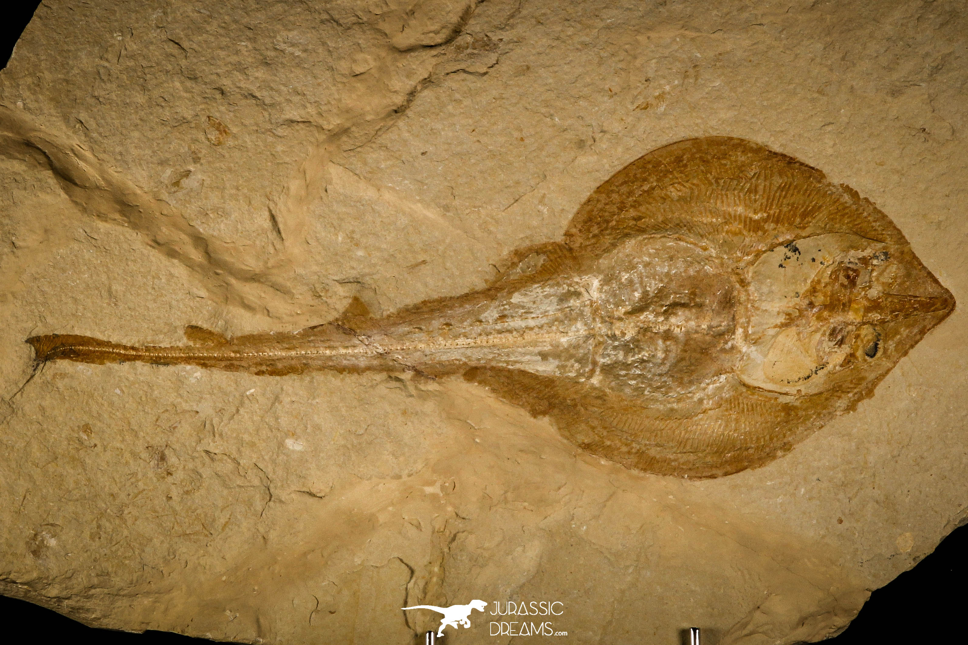 Museum Grade 13.03 Inch Rhinobatos whitfieldi Guitar Ray - Cretaceous Lebanon – Jurassic-Dreams.com