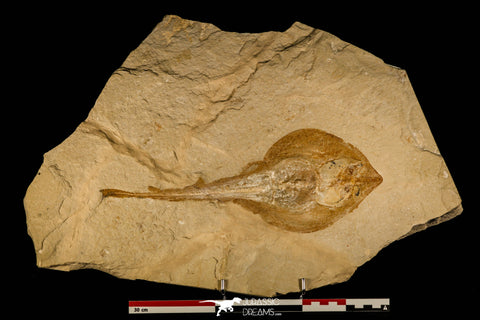 30149- Museum Grade 13.03 Inch Rhinobatos whitfieldi Guitar Ray - Cretaceous Lebanon