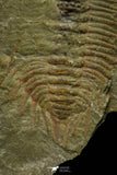 21115 - Great Lehua sp Lower Ordovician Trilobite Fezouata Fm