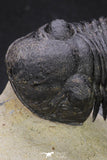 20050 - Top Well Prepared "Flying" 2.28 Inch Paralejurus spatuliformis Devonian Trilobite