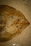 30149- Museum Grade 13.03 Inch Rhinobatos whitfieldi Guitar Ray - Cretaceous Lebanon