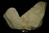 21115 - Great Lehua sp Lower Ordovician Trilobite Fezouata Fm