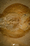 30149- Museum Grade 13.03 Inch Rhinobatos whitfieldi Guitar Ray - Cretaceous Lebanon