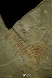 21115 - Great Lehua sp Lower Ordovician Trilobite Fezouata Fm