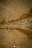 30149- Museum Grade 13.03 Inch Rhinobatos whitfieldi Guitar Ray - Cretaceous Lebanon