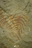 21115 - Great Lehua sp Lower Ordovician Trilobite Fezouata Fm