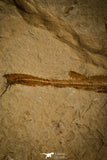 30149- Museum Grade 13.03 Inch Rhinobatos whitfieldi Guitar Ray - Cretaceous Lebanon