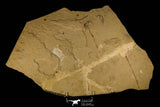 30149- Museum Grade 13.03 Inch Rhinobatos whitfieldi Guitar Ray - Cretaceous Lebanon