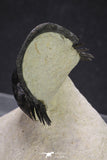 20050 - Top Well Prepared "Flying" 2.28 Inch Paralejurus spatuliformis Devonian Trilobite