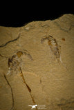 30149- Museum Grade 13.03 Inch Rhinobatos whitfieldi Guitar Ray - Cretaceous Lebanon