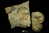 21116 - Great Lehua sp Lower Ordovician Trilobite Fezouata Fm