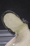 20050 - Top Well Prepared "Flying" 2.28 Inch Paralejurus spatuliformis Devonian Trilobite