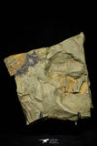 21116 - Great Lehua sp Lower Ordovician Trilobite Fezouata Fm