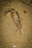 30149- Museum Grade 13.03 Inch Rhinobatos whitfieldi Guitar Ray - Cretaceous Lebanon