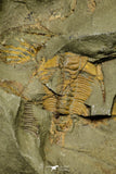 21116 - Great Lehua sp Lower Ordovician Trilobite Fezouata Fm