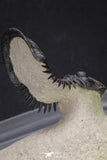 20050 - Top Well Prepared "Flying" 2.28 Inch Paralejurus spatuliformis Devonian Trilobite