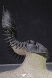 20050 - Top Well Prepared "Flying" 2.28 Inch Paralejurus spatuliformis Devonian Trilobite