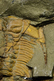 21116 - Great Lehua sp Lower Ordovician Trilobite Fezouata Fm