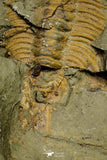 21116 - Great Lehua sp Lower Ordovician Trilobite Fezouata Fm