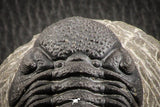 07149 - Top Detailed 2.64 Inch Austerops sp Lower Devonian Trilobite