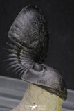 20050 - Top Well Prepared "Flying" 2.28 Inch Paralejurus spatuliformis Devonian Trilobite