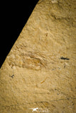 30149- Museum Grade 13.03 Inch Rhinobatos whitfieldi Guitar Ray - Cretaceous Lebanon