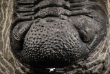 07149 - Top Detailed 2.64 Inch Austerops sp Lower Devonian Trilobite