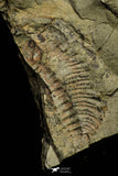 21116 - Great Lehua sp Lower Ordovician Trilobite Fezouata Fm
