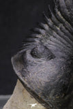 20050 - Top Well Prepared "Flying" 2.28 Inch Paralejurus spatuliformis Devonian Trilobite