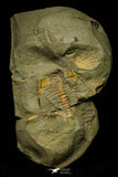 21116 - Great Lehua sp Lower Ordovician Trilobite Fezouata Fm