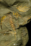 21116 - Great Lehua sp Lower Ordovician Trilobite Fezouata Fm