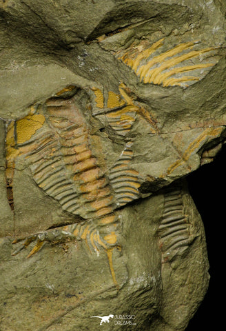 21116 - Great Lehua sp Lower Ordovician Trilobite Fezouata Fm