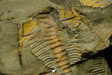 21116 - Great Lehua sp Lower Ordovician Trilobite Fezouata Fm