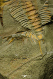 21116 - Great Lehua sp Lower Ordovician Trilobite Fezouata Fm