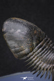 20051 - Top Well Prepared "Flying" 2.44 Inch Paralejurus spatuliformis Devonian Trilobite