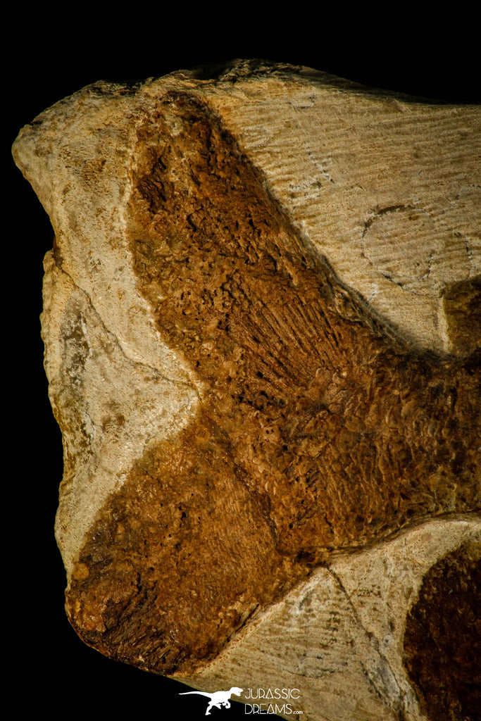 Museum Grade 14.49 Inch Rare Araripichthys Fossil Fish - Upper ...