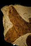 30150- Museum Grade 14.49 Inch Rare Araripichthys Fossil Fish - Upper Cretaceous Morocco