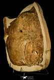 30150- Museum Grade 14.49 Inch Rare Araripichthys Fossil Fish - Upper Cretaceous Morocco